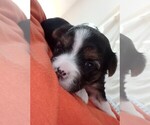 Small #48 Breeder Profile image
