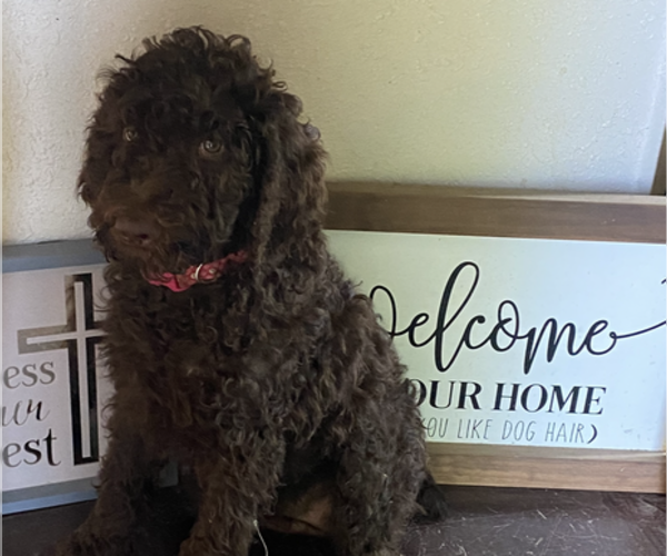 Medium Photo #19  Breeder Profile in DEXTER, MO, USA