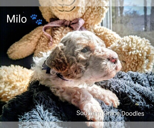 Medium Photo #121  Breeder Profile in GASTONIA, NC, USA