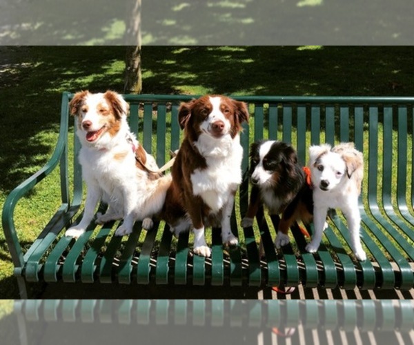 Medium Photo #1  Breeder Profile in RUSTON, WA, USA