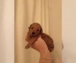 Small #9 Breeder Profile image