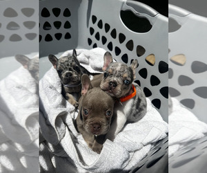 French Bulldog Dog Breeder near MONTGOMERY, AL, USA