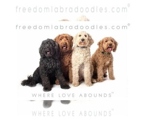 Australian Labradoodle Dog Breeder near JEFFERSON, OR, USA