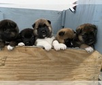 Small breeder photo