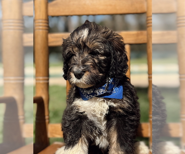 Medium Photo #3  Breeder Profile in MAGNOLIA, TX, USA
