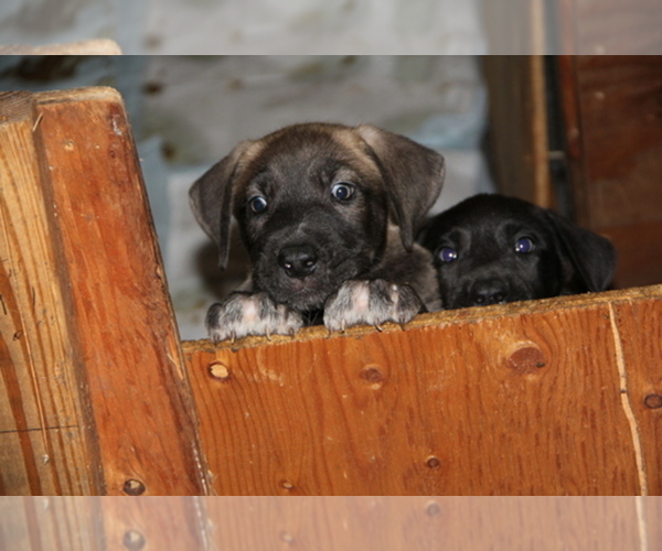 Medium Photo #1  Breeder Profile in YELM, WA, USA