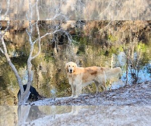 Golden Retriever Dog Breeder near CRAWFORDVILLE, FL, USA