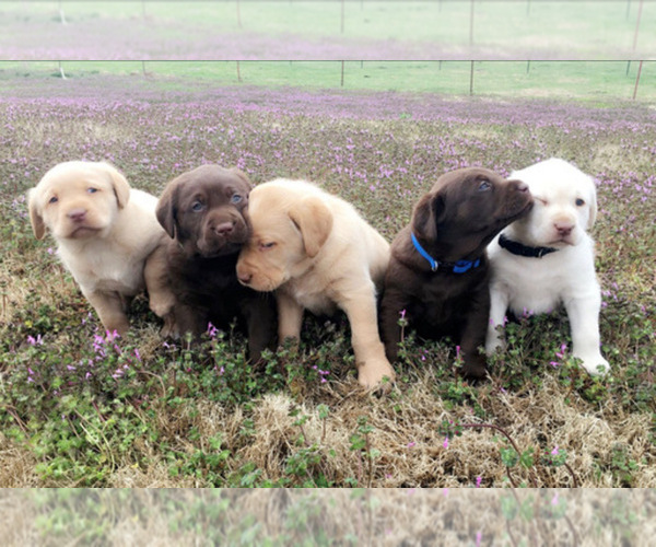 Medium Photo #1  Breeder Profile in ADAIR, OK, USA
