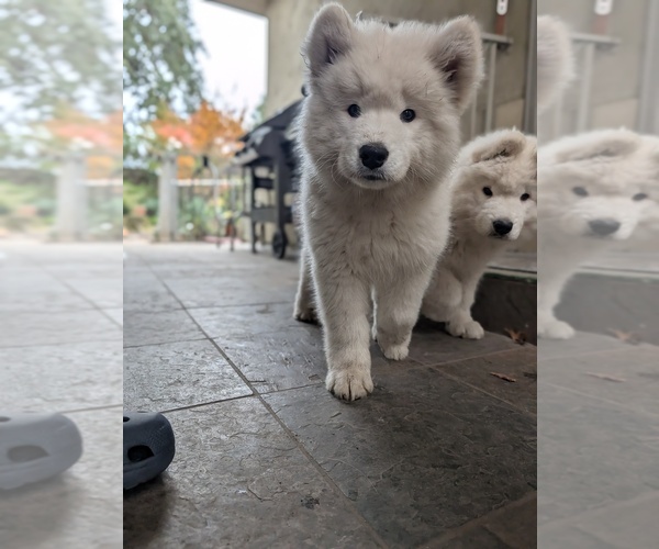 Medium Photo #3  Breeder Profile in PALO ALTO, CA, USA