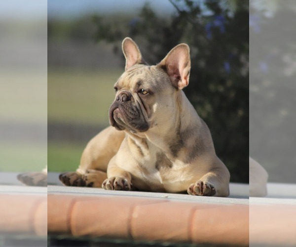 Medium Photo #12  Breeder Profile in PUNTA GORDA, FL, USA