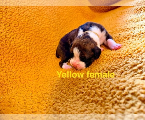 Medium Photo #7  Breeder Profile in WALNUT GROVE, MO, USA