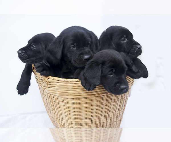 Medium Photo #1  Breeder Profile in VANCOUVER, WA, USA