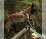 Small #1 Breeder Profile image