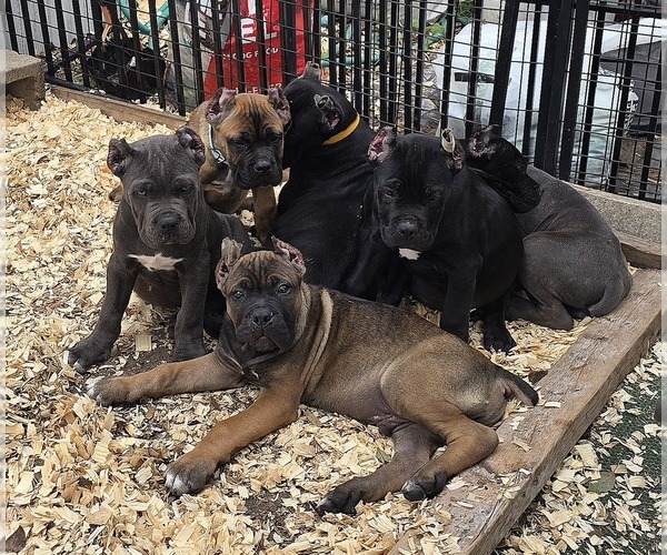Medium Photo #1  Breeder Profile in SPRING HILL, FL, USA