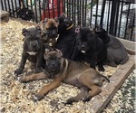 Small breeder photo