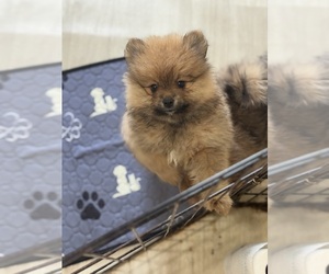 Pomeranian Dog Breeder near BLACKSHEAR, GA, USA
