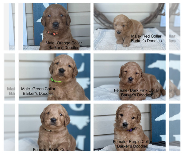 Medium Photo #1  Breeder Profile in LEXINGTON, NC, USA
