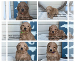 Small breeder photo