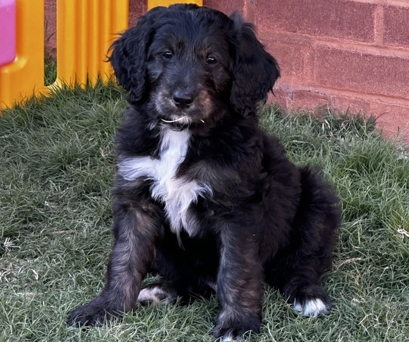 Medium Photo #1  Breeder Profile in ELLIJAY, GA, USA
