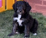 Small breeder photo