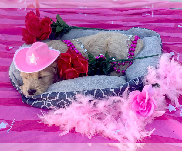 Medium Photo #1  Breeder Profile in PHOENIX, AZ, USA