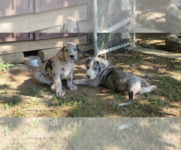 Medium Photo #1  Breeder Profile in HARDINSBURG, IN, USA
