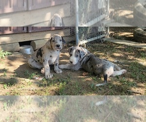 Great Dane Dog Breeder near HARDINSBURG, IN, USA