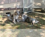 Small breeder photo