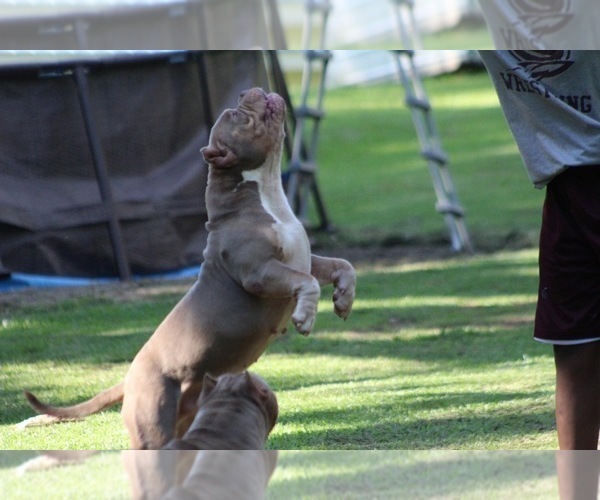 Medium Photo #5  Breeder Profile in MOUNT OLIVE, AL, USA
