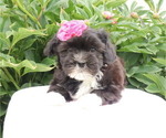 Small #44 Breeder Profile image