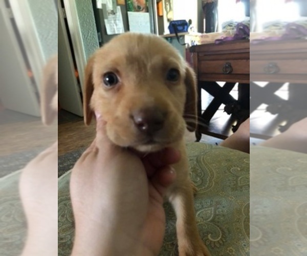 Medium Photo #1  Breeder Profile in IONIA, MI, USA