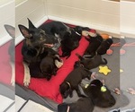 Small #4 Breeder Profile image
