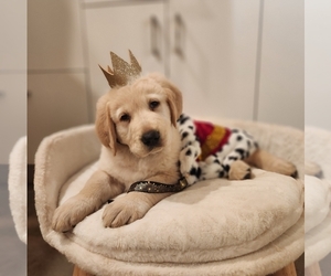 Central Asian Shepherd Dog Dog Breeder near SOUTHWEST RANCHES, FL, USA