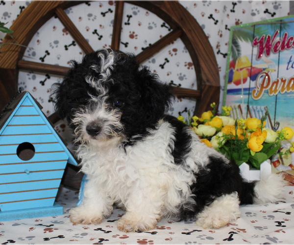 Medium Photo #40  Breeder Profile in CHANUTE, KS, USA