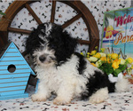 Small #39 Breeder Profile image