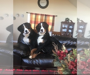 Bernese Mountain Dog Dog Breeder near HORSE SHOE, NC, USA