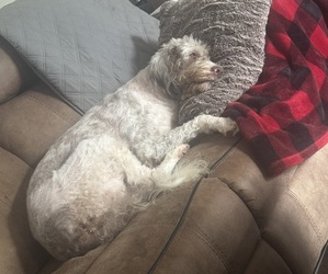 Labradoodle Dog Breeder near CARLISLE, KY, USA