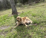Small breeder photo
