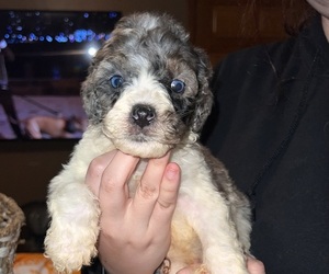 Goldendoodle Dog Breeder near DRESDEN, TN, USA