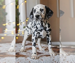 Medium Breeder Profile Photo
