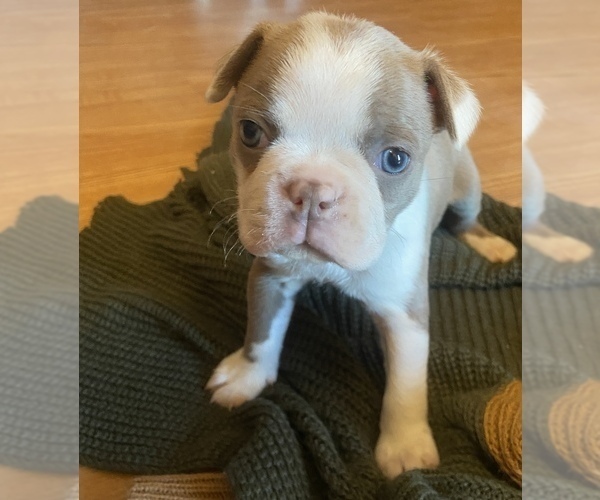 Medium Photo #1  Breeder Profile in AMARILLO, TX, USA