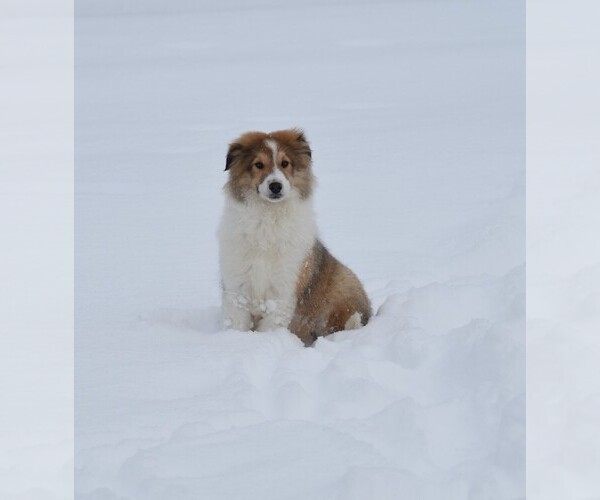 Medium Photo #27  Breeder Profile in PARIS, MI, USA