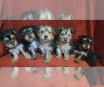 Small #288 Breeder Profile image