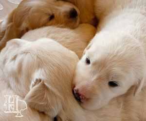 Golden Pyrenees Dog Breeder near ELLENBORO, NC, USA