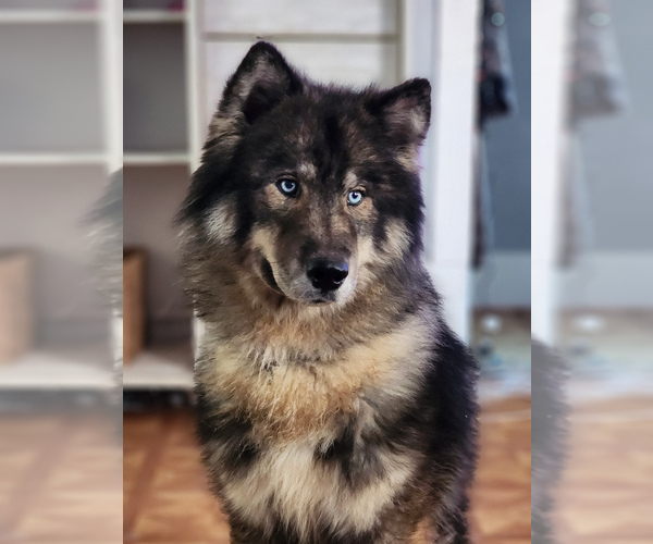 Medium Photo #1  Breeder Profile in FRIENDSHIP, NY, USA