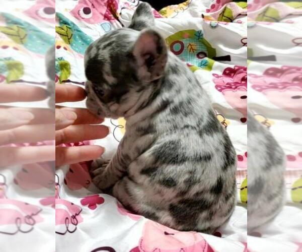 Medium Photo #2  Breeder Profile in BOSTON, KY, USA