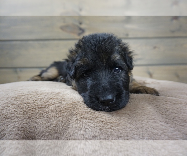 Medium Photo #4  Breeder Profile in CENTERBURG, OH, USA