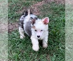 Small #1 Breeder Profile image