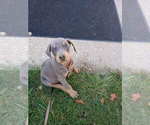 Doberman Pinscher Dog Breeder near FLINT, MI, USA