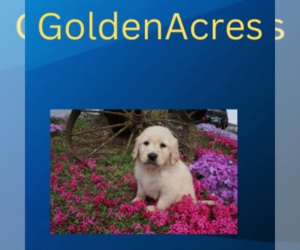 Golden Retriever Dog Breeder near WIRTZ, VA, USA